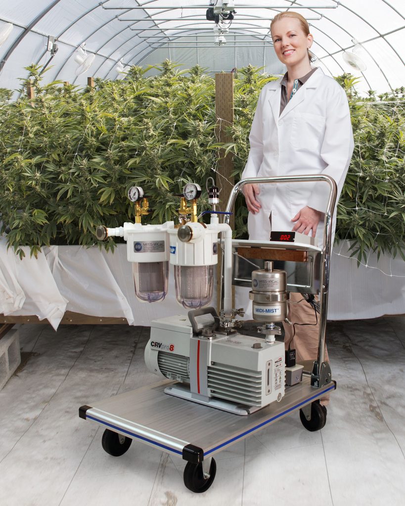 Cannabis drying and distillation vacuum system